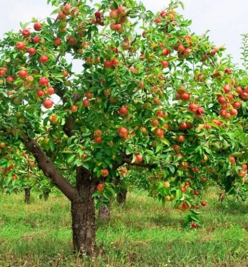 947edeace2dd515638d6fd99f1fd95bc