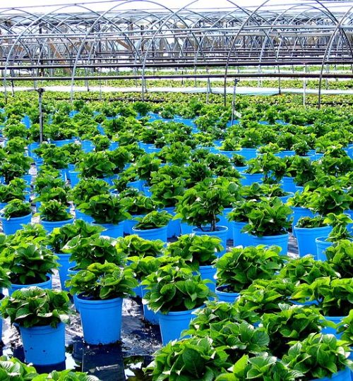 Cutchogue_-_Oregon_Road_-_Plant_Nursery