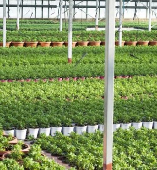 ornamental-plant-nursery-1-600x380-1