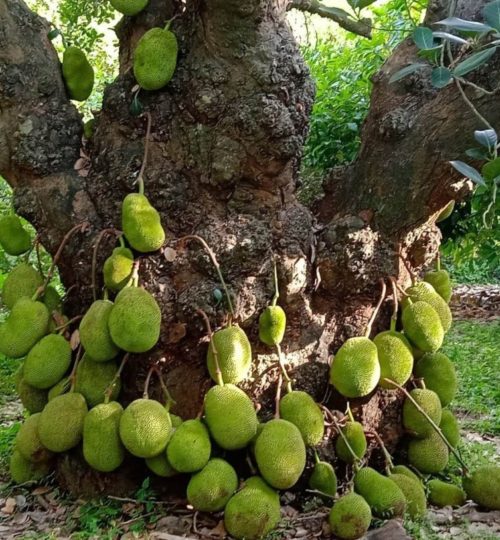 untitled-design-74-1